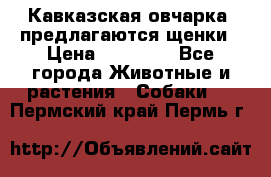 Кавказская овчарка -предлагаются щенки › Цена ­ 20 000 - Все города Животные и растения » Собаки   . Пермский край,Пермь г.